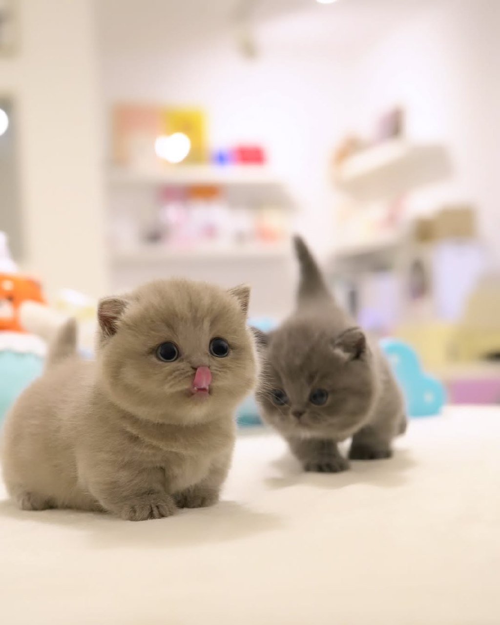 Contact TinyPaws Munchkin Cattery Galveston Texas